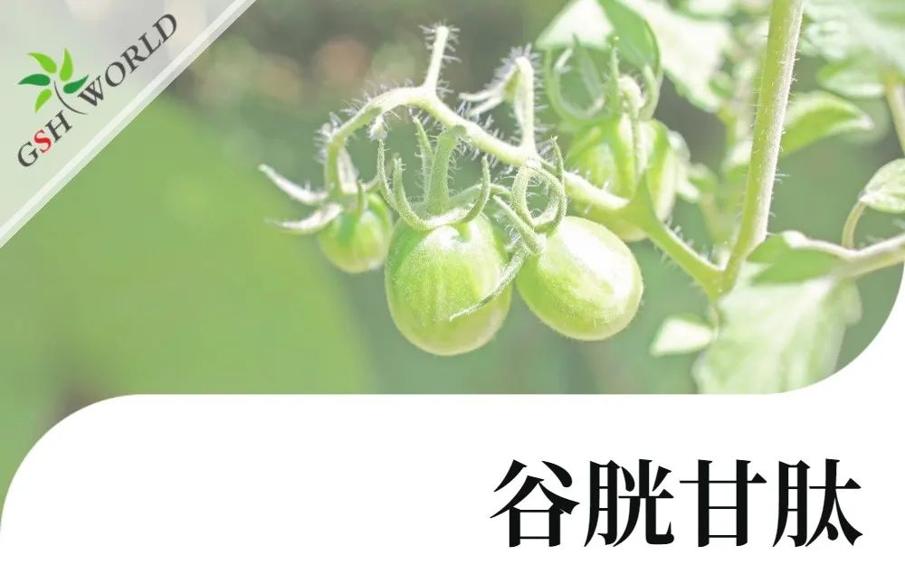 行业关注 - 谷胱甘肽可提高茄属茄品种低温胁迫的耐受性