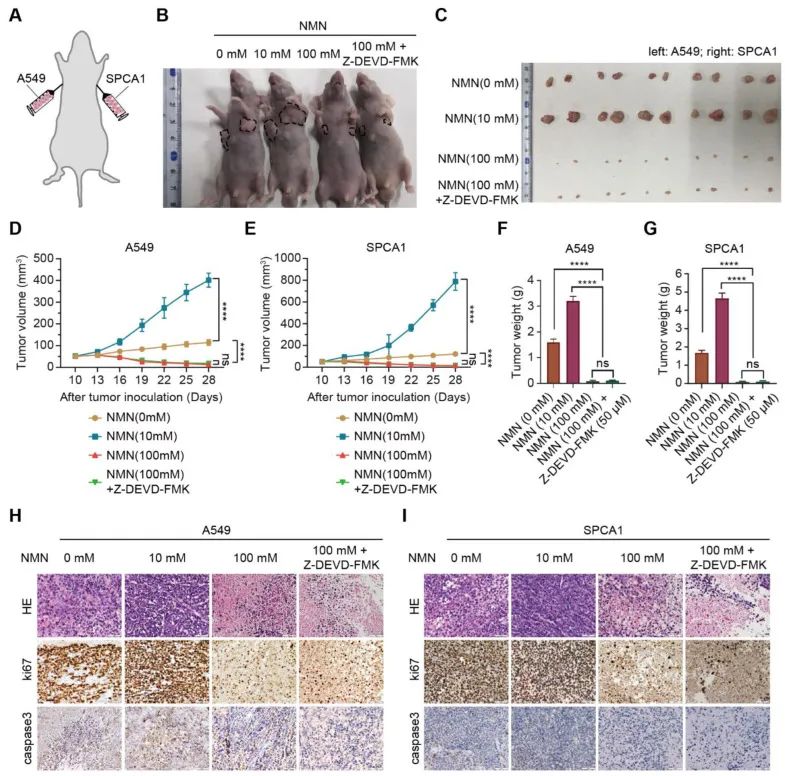 优米娱乐有限公司官网首页下载 优米娱乐有限公司官网首页下载