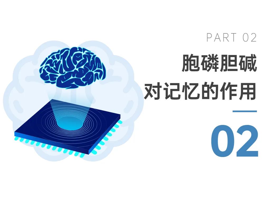 02胞磷胆碱对记忆的作用 02胞磷胆碱对记忆的作用