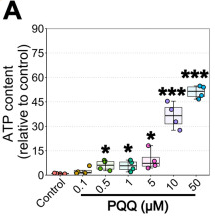 优米娱乐有限公司官网首页下载 PQQ给药对体外ATP的影响