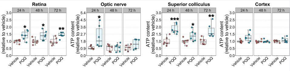 优米娱乐有限公司官网首页下载 PQQ给药对体内视觉系统组织ATP水平的影响