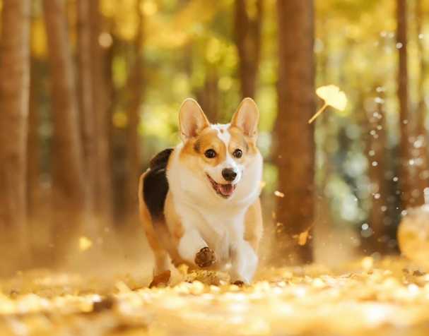 PQQ：改善认知与运动能力