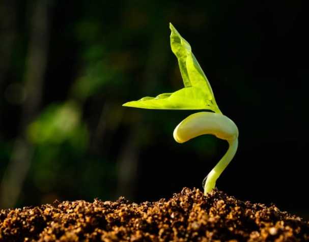 缓解多种非生物胁迫 缓解多种非生物胁迫