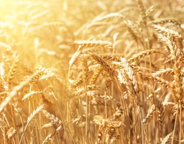 谷胱甘肽在多种非生物胁迫中的作用 谷胱甘肽在多种非生物胁迫中的作用