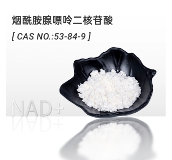 NAD+烟酰胺腺嘌呤二核苷酸