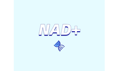 关于NAD+需要了解什么？